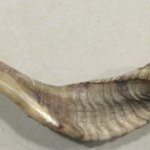 Ram Horn 16"