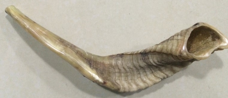 Ram Horn 16"