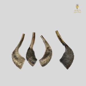 Warrior Shofar - Semi Polish
